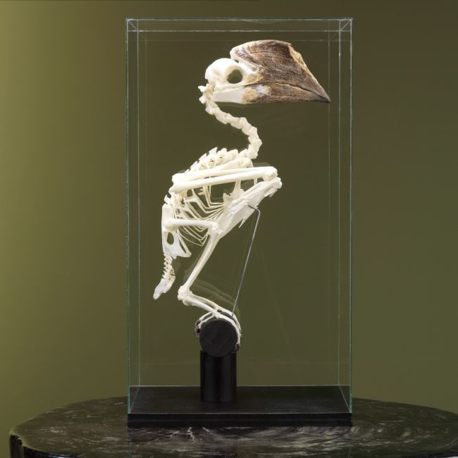 2225 Silver-eared Hornbill Skeleton