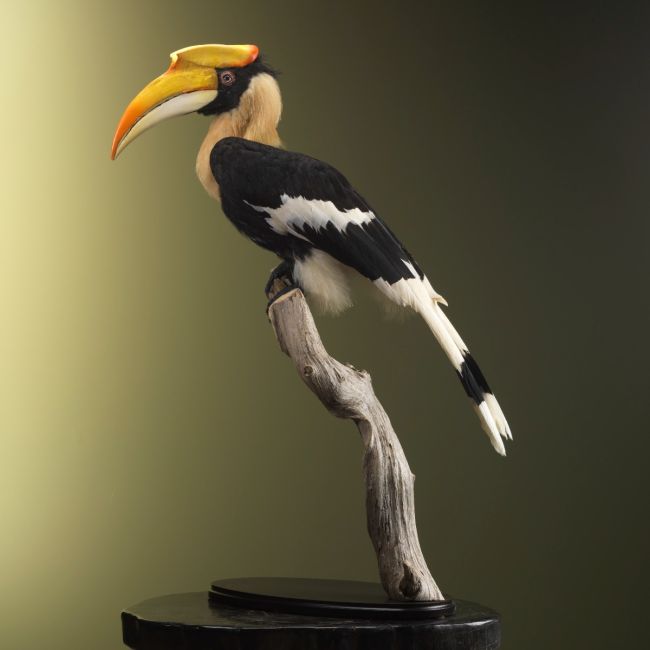 2302 Double-horned Hornbill