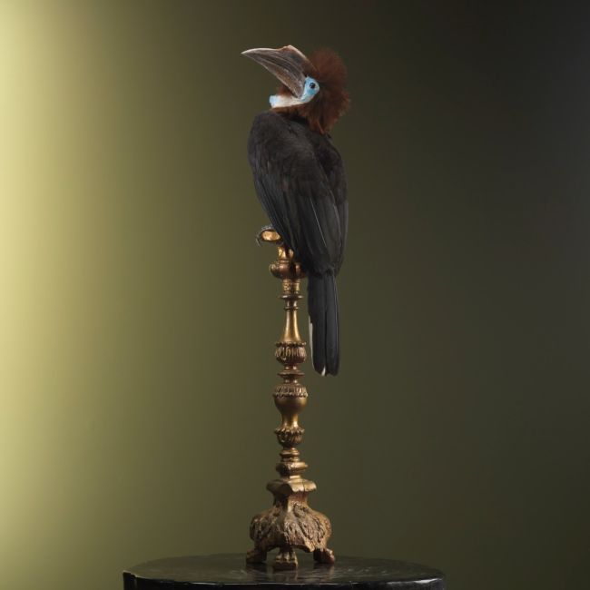 2304 Blue-throated hornbill