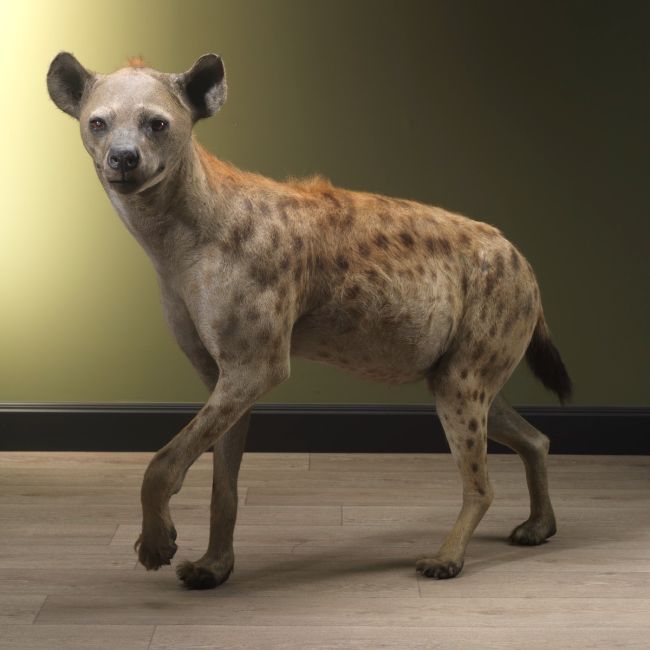 2319 Hyena