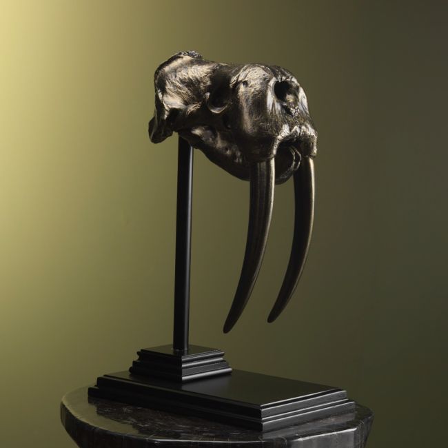 2340 Walrus Skull Replica