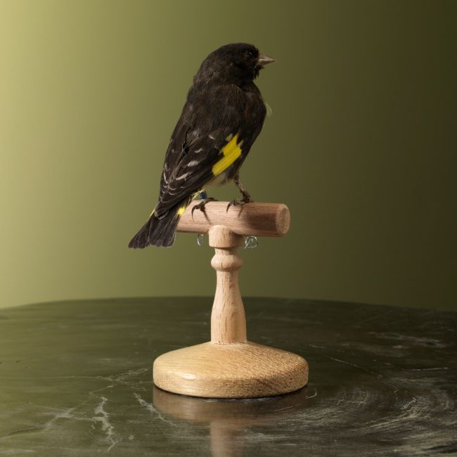 2360 Black Siskin