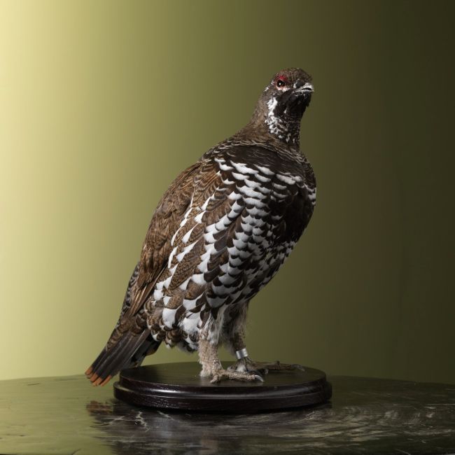 2403 Pointed winged grouse