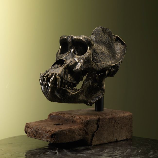 2431 Gorilla Skull Replica