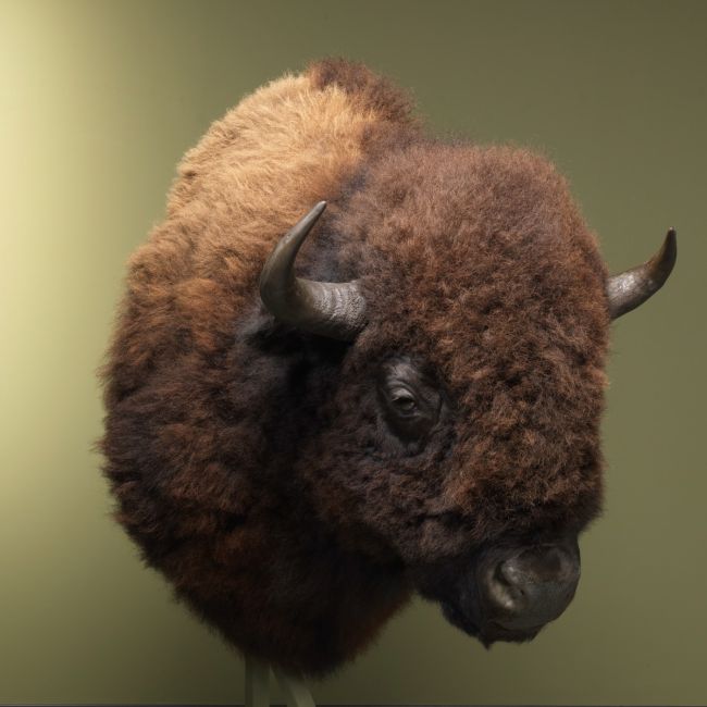 2469 American Bison XXL