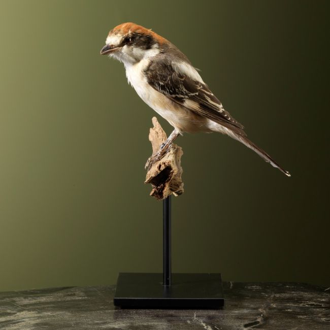 2502 Red-headed shrike