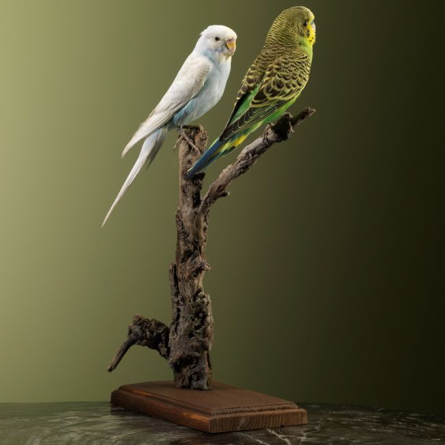 2510 Budgerigar Couple