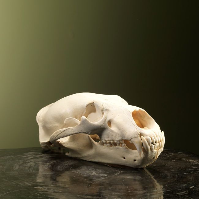 2519 Polar Bear Skull