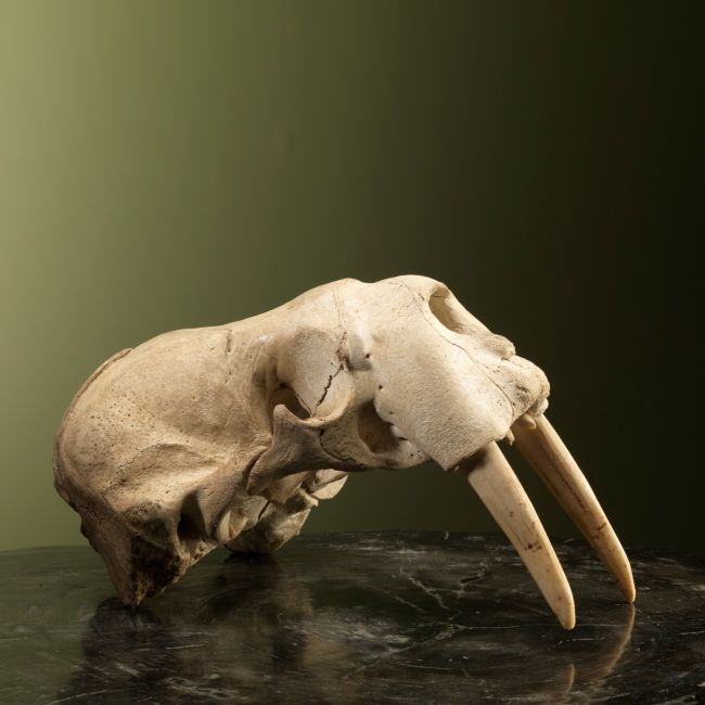 2520 Walrus Skull Young