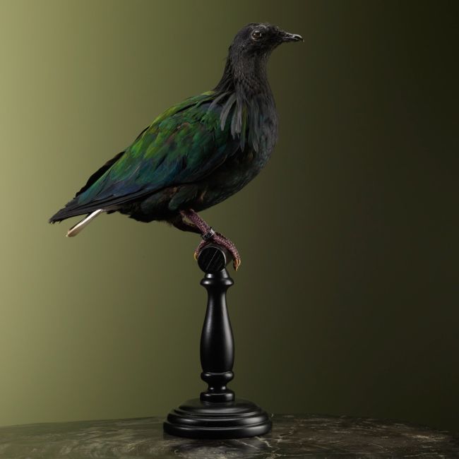 2523 Maned Pigeon