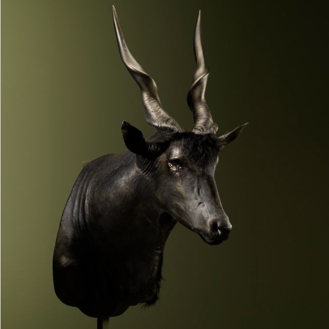 2579 Moose Antelope Gold