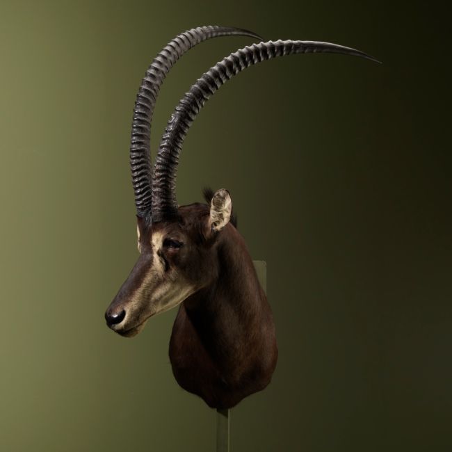 2580 Sable Antelope