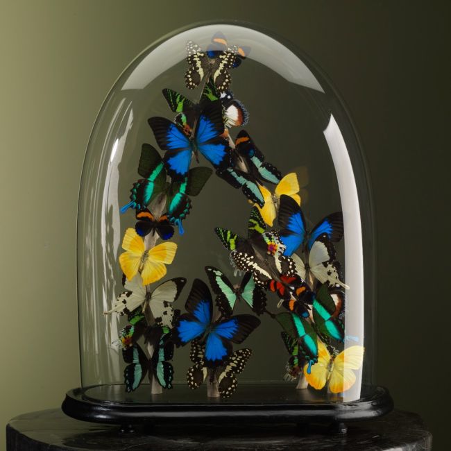 2604 Butterflies in Antique Stolp