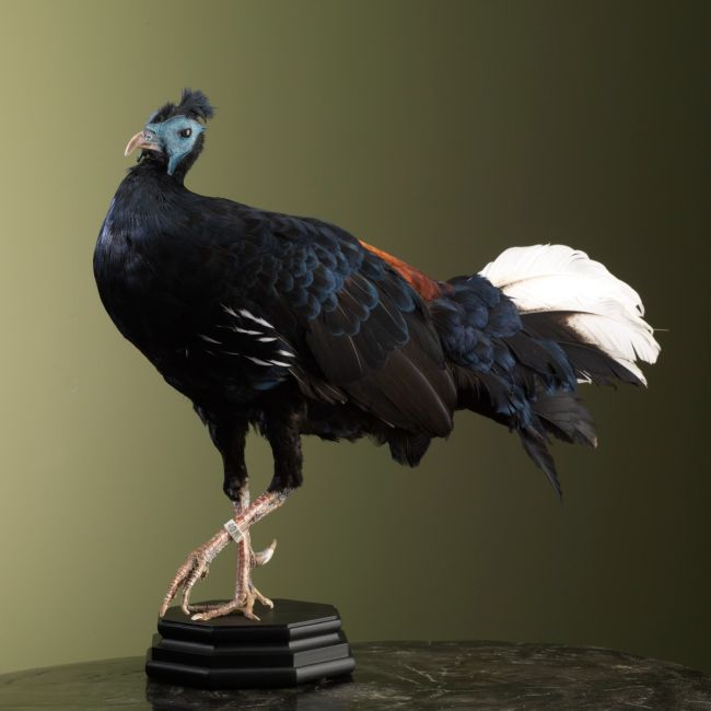 2629 Fireback pheasant