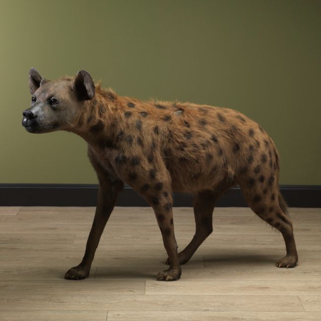 2642 Spotted Hyena