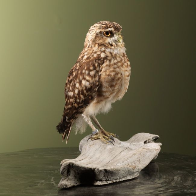 2685 Burrowing Owl