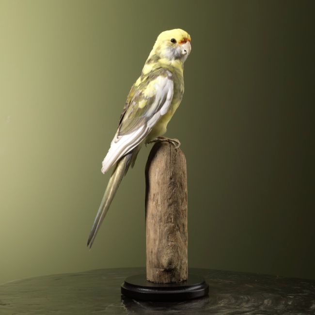 2694 Parakeet