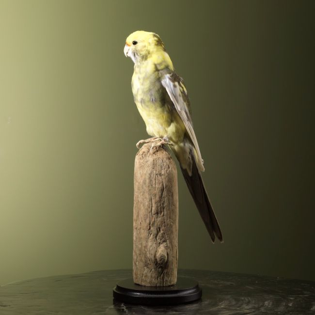 2694 Parakeet