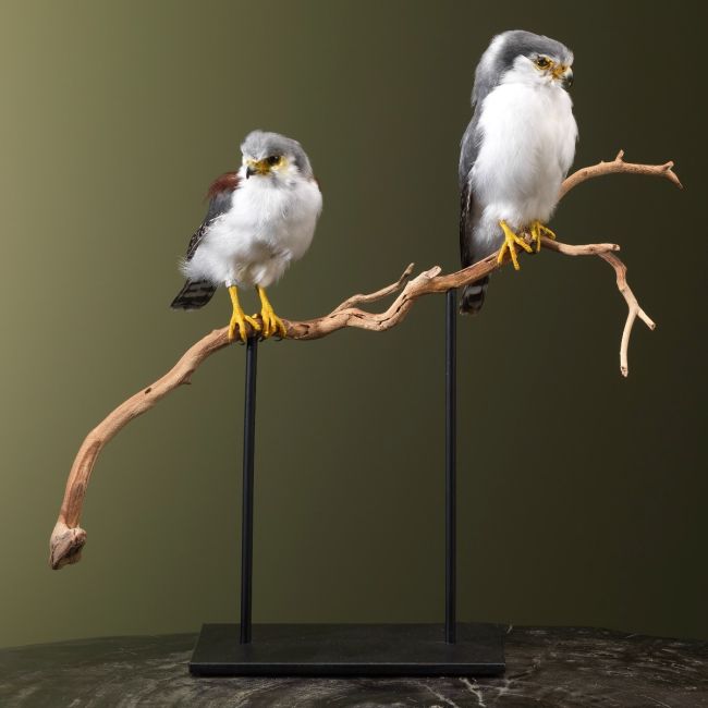 2700 African Dwarf Falcon Couple