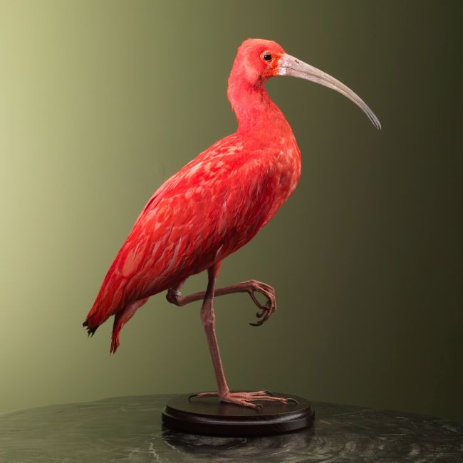 2703 Red Ibis