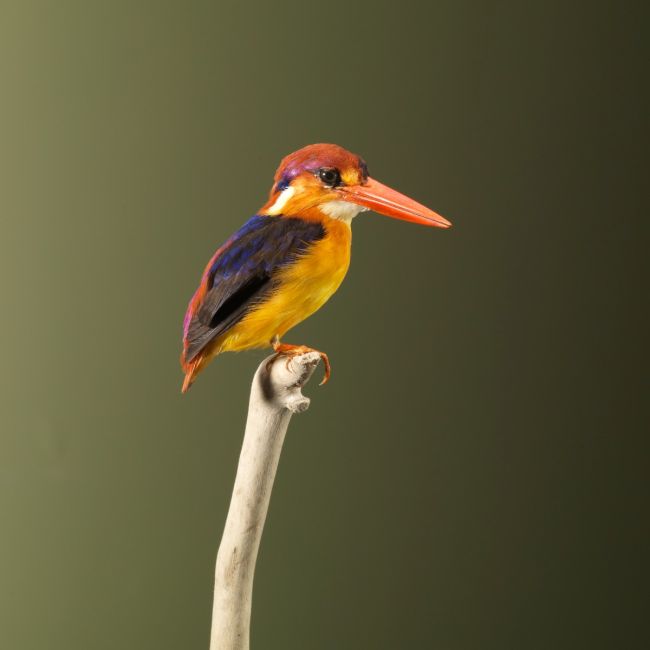 2707 Black-backed dwarf kingfisher