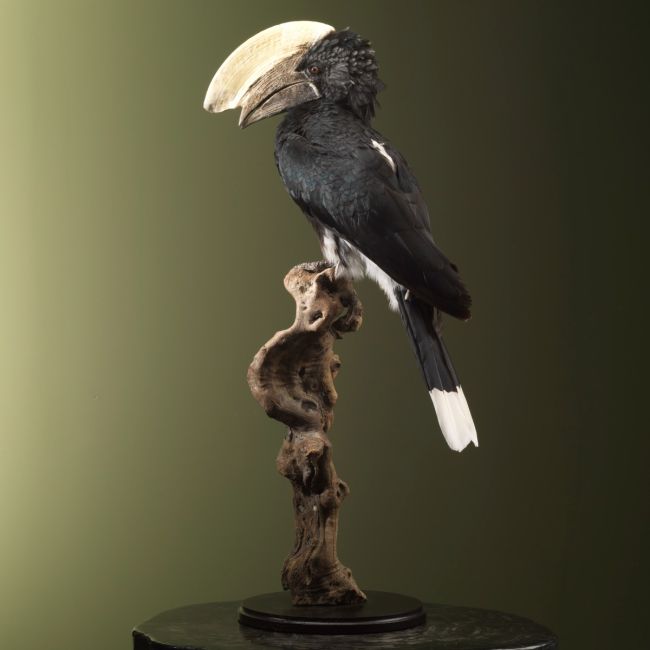 2714 Silver-eared hornbill