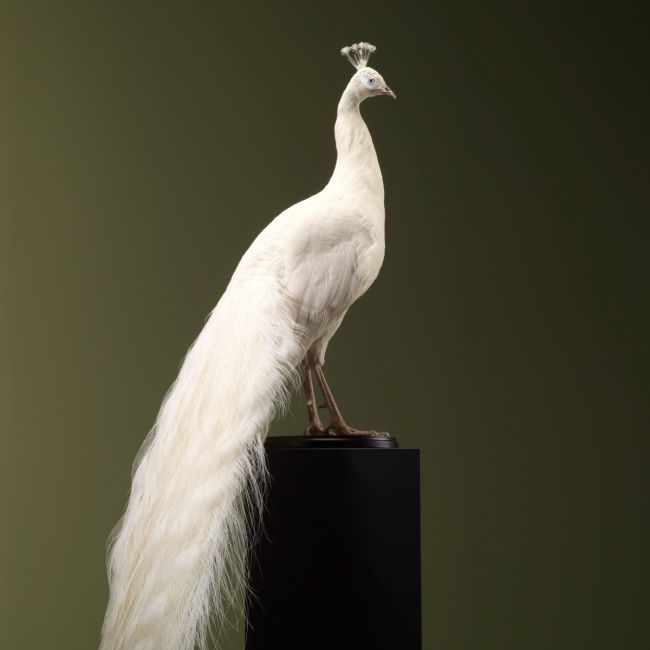 2721 White Peacock