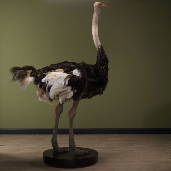 2722 Ostrich