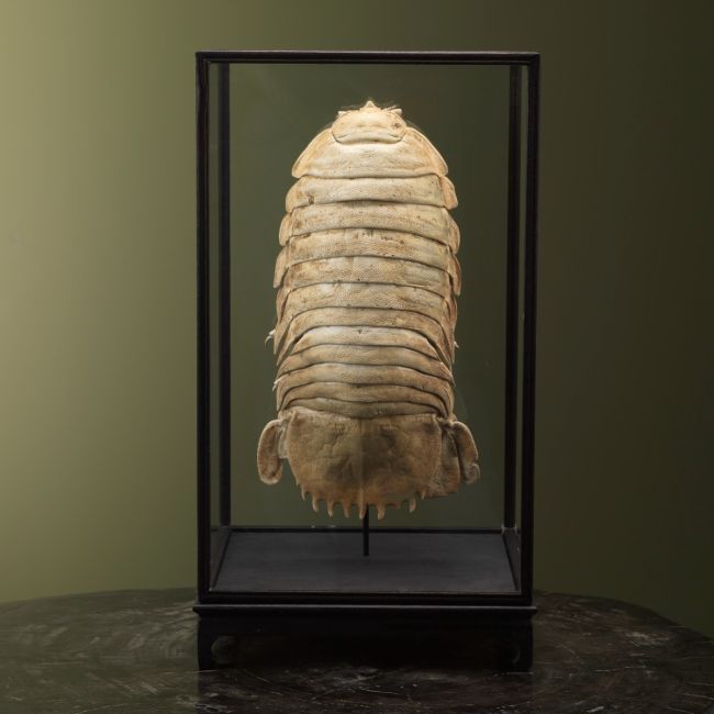 2739 Deep sea woodlouse in Display Case