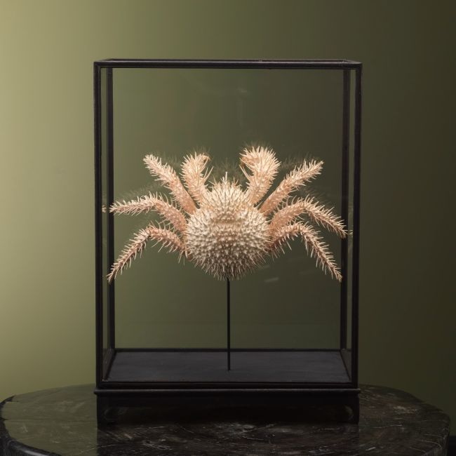 2741 Spiny King Crab in Display Case