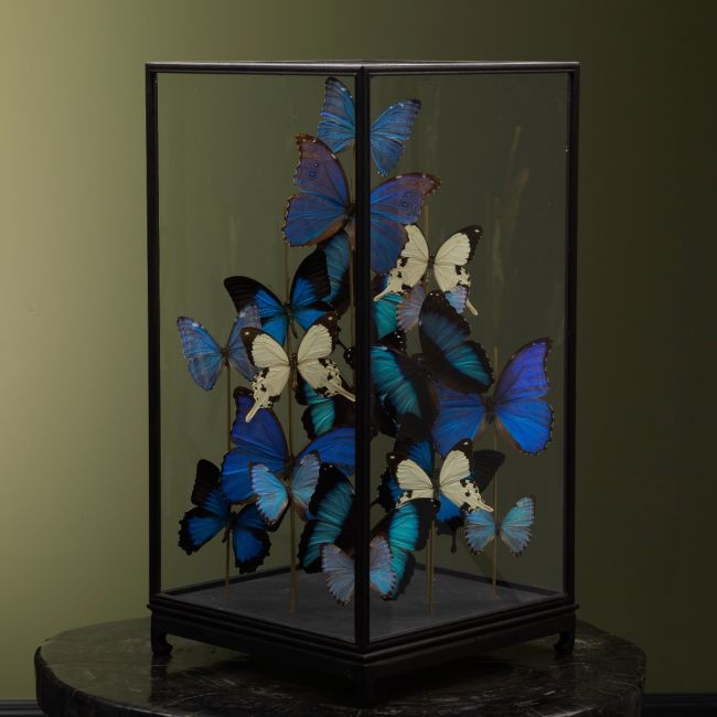 2742 Butterflies in Display Case