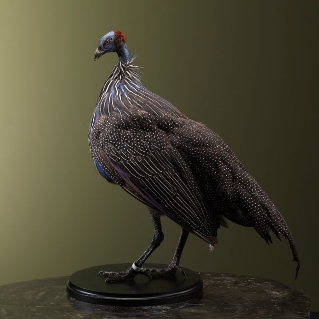 2748 Vulture pearl grouse