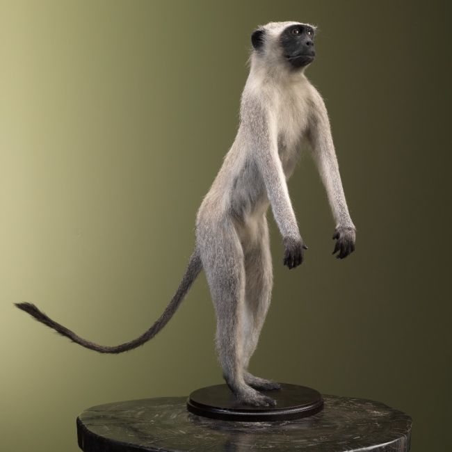 2757 Vervet Monkey