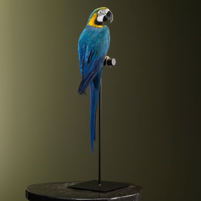 2760 Blue-Yellow Macaw