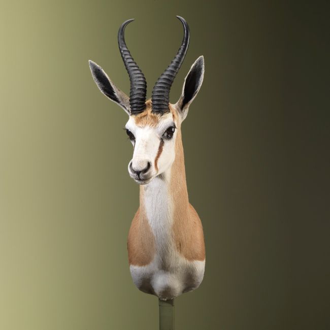 2783 Springbok