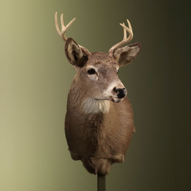 2789 White-tailed deer