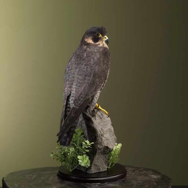 2805 Peregrine falcon