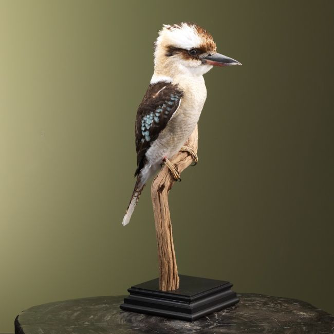 2806 Kookaburra