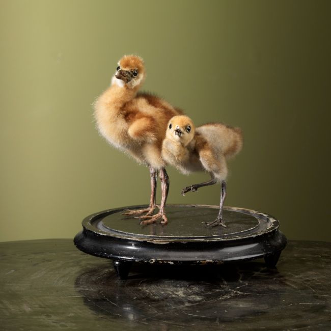 2815 Crown Crane Chicks