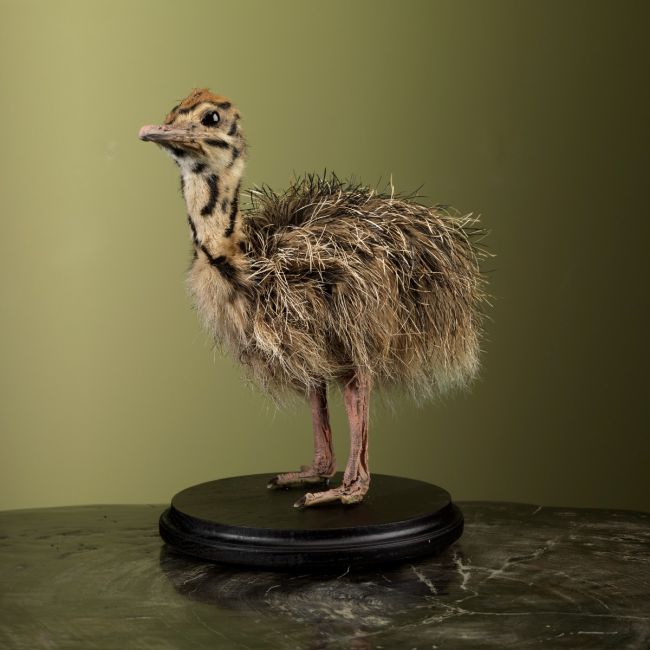 2819 Ostrich Chick