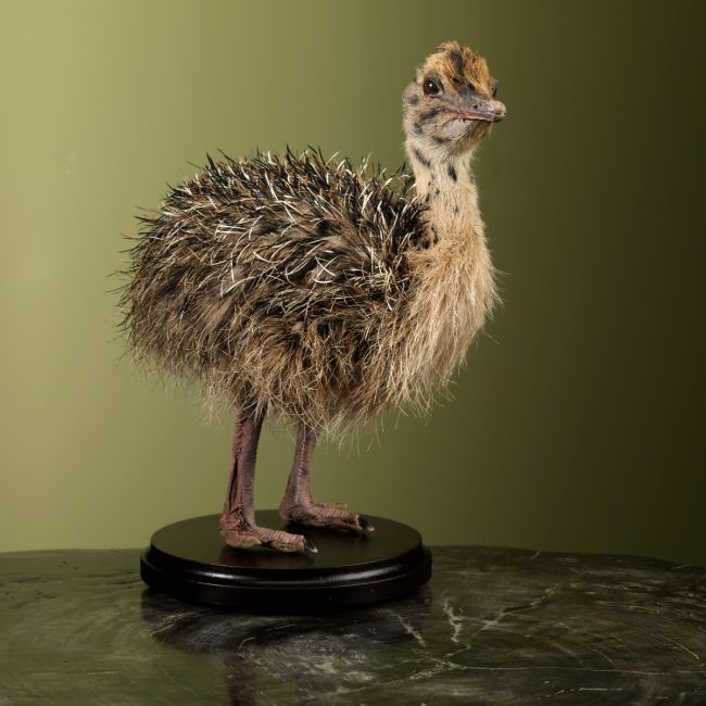 2821 Ostrich Chick