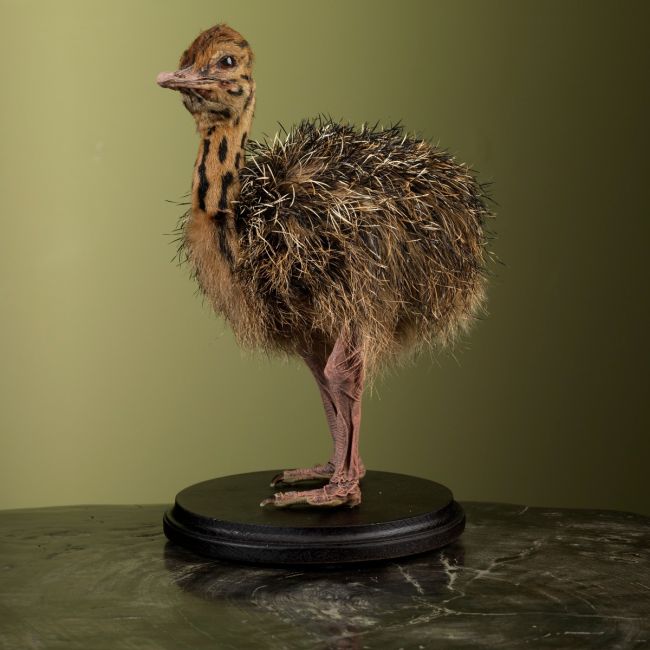 2822 Ostrich Chick