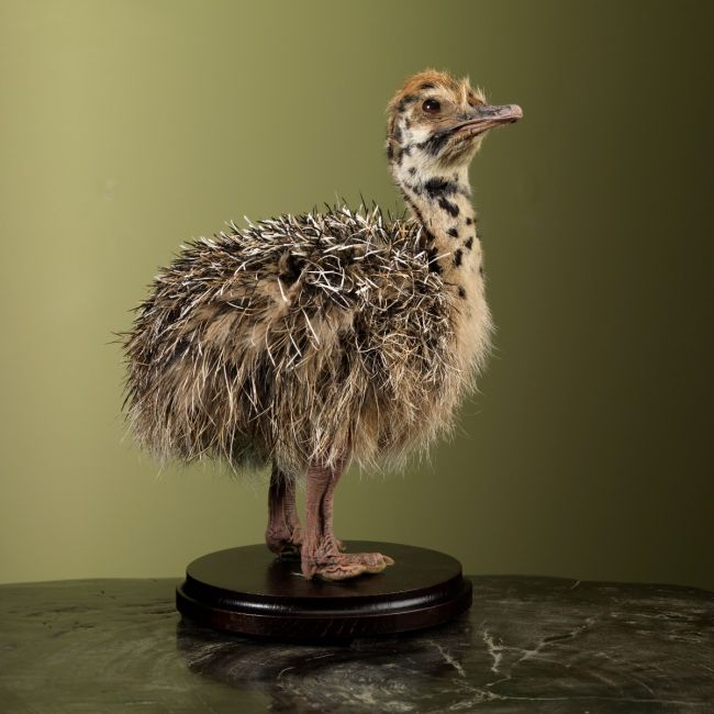 2823 Ostrich Chick