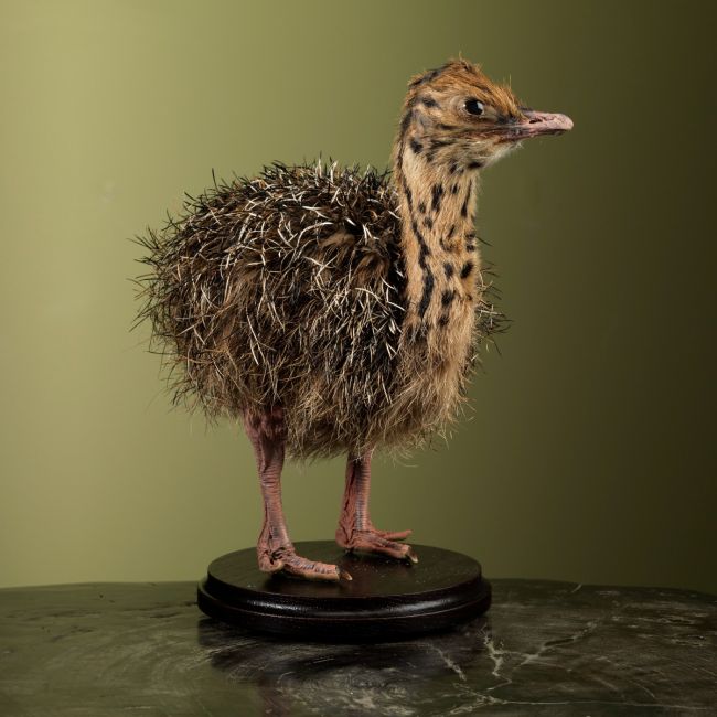 2824 Ostrich Chick