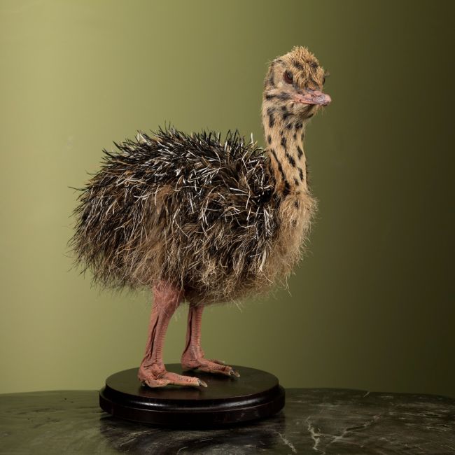 2826 Ostrich Chick