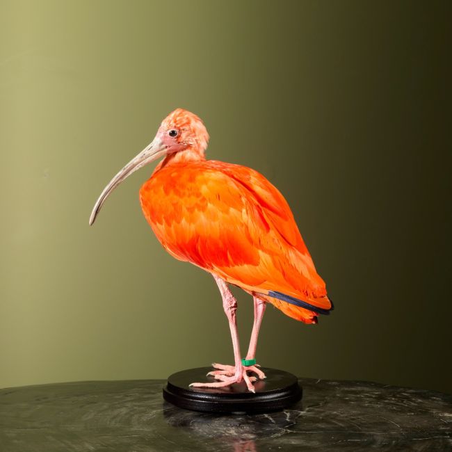 2834 Red Ibis