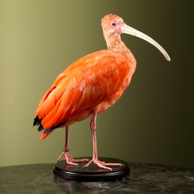 2835 Red Ibis