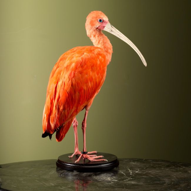 2836 Red Ibis