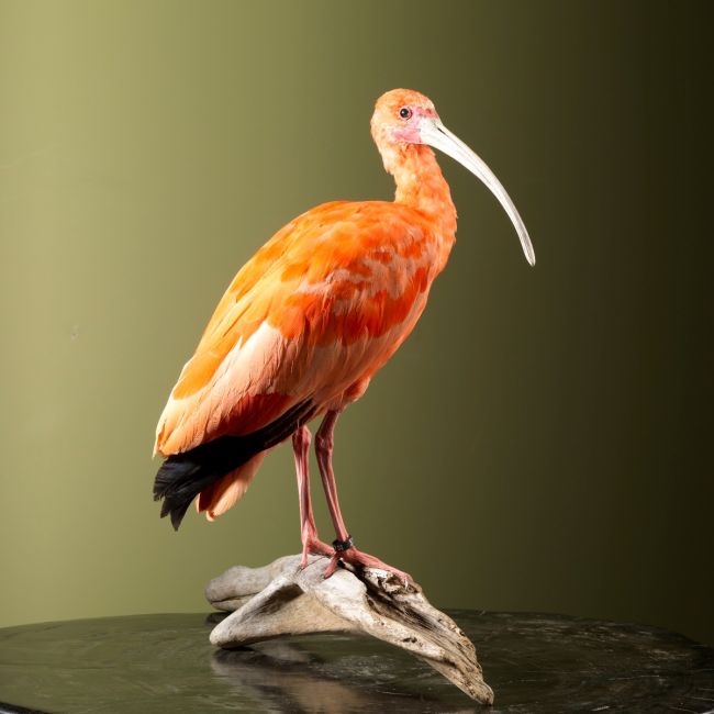 2837 Red Ibis