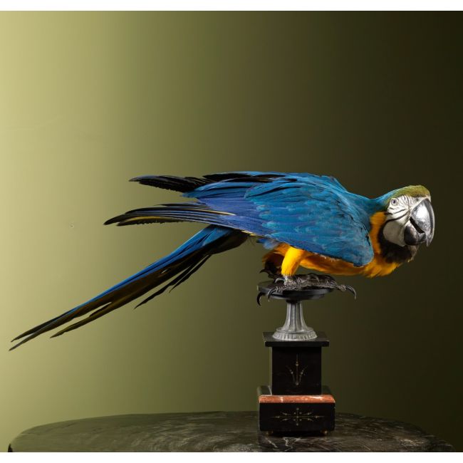 2841 Blue-Yellow Macaw